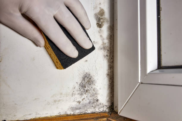 Best Comprehensive Air Testing for Mold Contaminants  in Utica, SC
